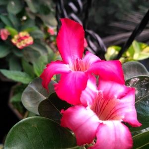 Meet your Posher, Eva